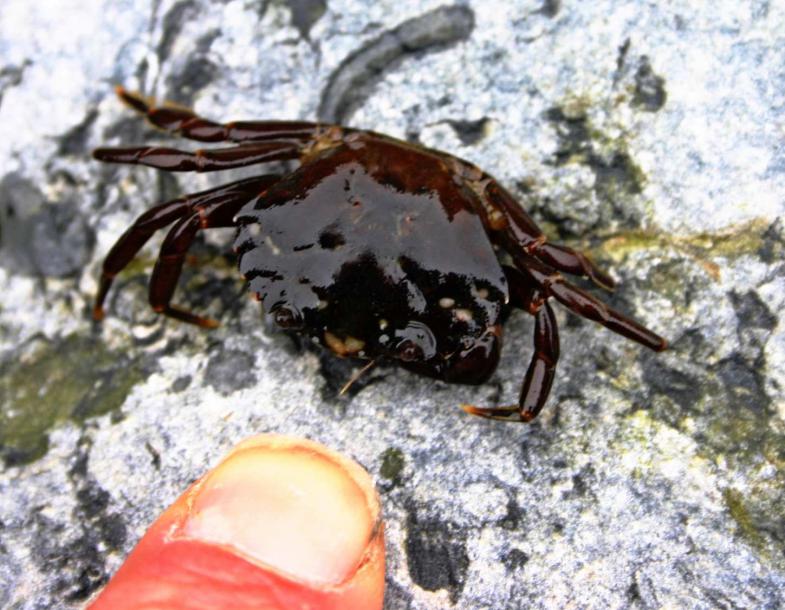 20060430-150226.jpg - Tiny crab from another pool
