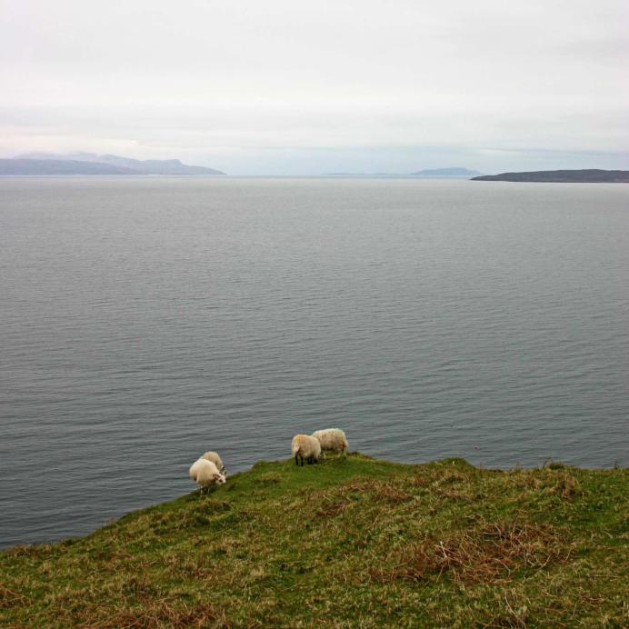 20060430-154934.jpg - Crazy sheep graze at the edge of the cliff