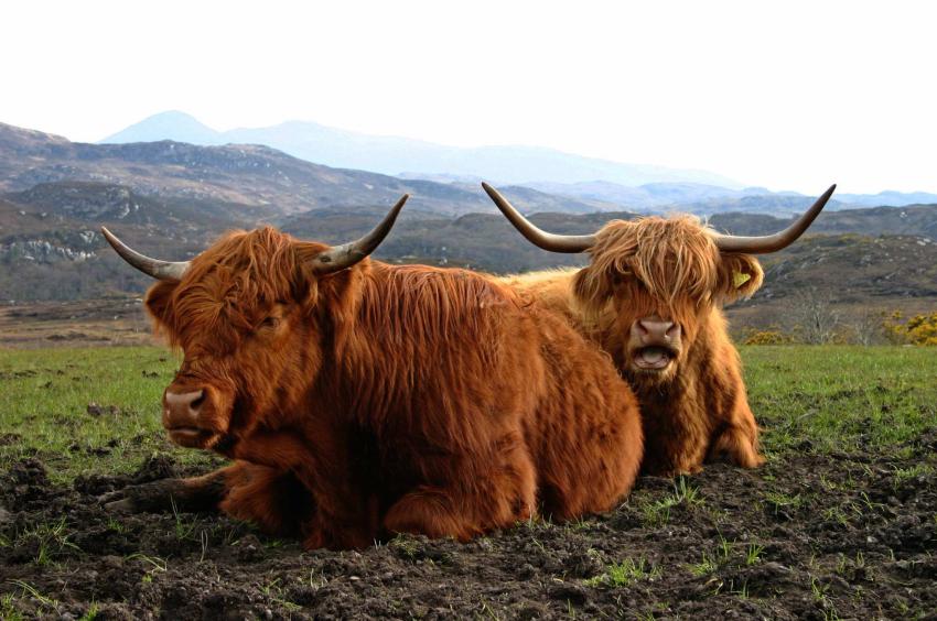 20060430-172708.jpg - Highland cattle