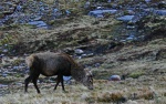 Deer in the pass