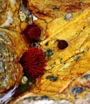 Sea anenomes in a pool