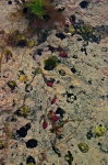 Rock pool