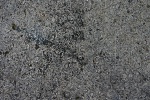 Fossil shells in sedimentary rock