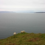 Crazy sheep graze at the edge of the cliff