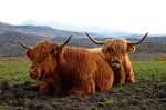Highland cattle