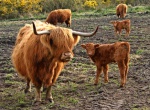 Cow and calf