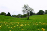 Dandelion field