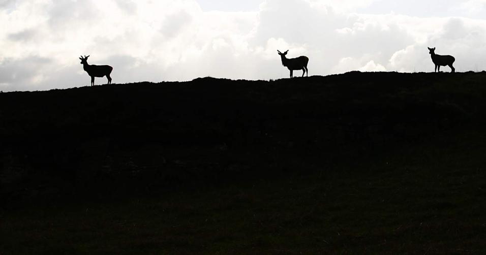 20060528-181806.jpg - Three stags