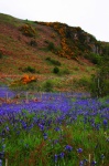 Bluebells