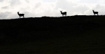 Three stags