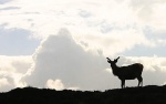 Stag silhouette