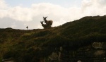 Two stags