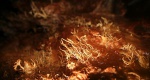Helictites in Peter's Pretty Passage