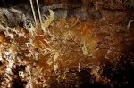 Helictite forest
