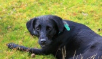 Molly