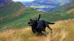A high-speed tangle of dogs