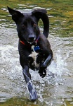 Digga splashing