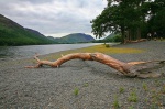 A more peaceful lakeside scene - pine trunk and Mellbreak