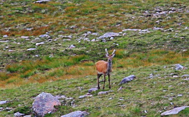 20060819-191518.jpg - Stag near Bealach na Ba