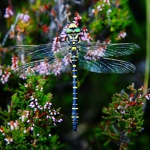 Golden-ringed dragonfly