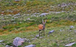 Stag near Bealach na Ba