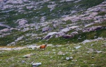 Stag