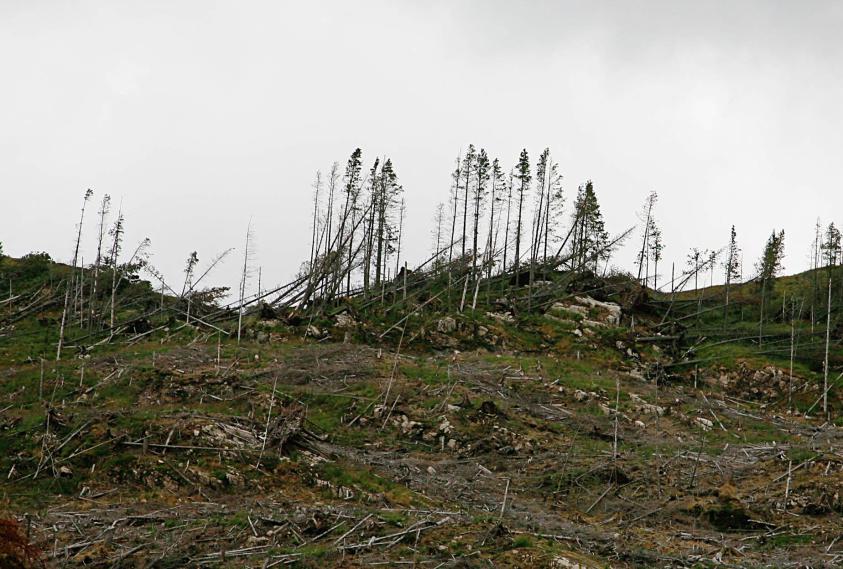 20060826-173634.jpg - Harvested forestry near Reraig