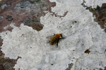 Bumble bee