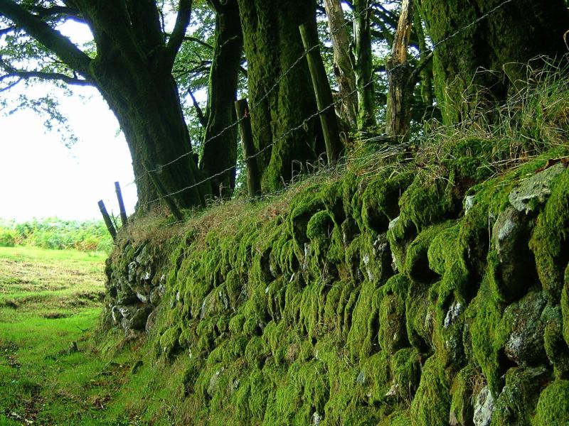 20060923-135800.jpg - Mossy wall