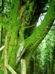 Mossy tree
