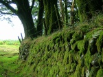Mossy wall