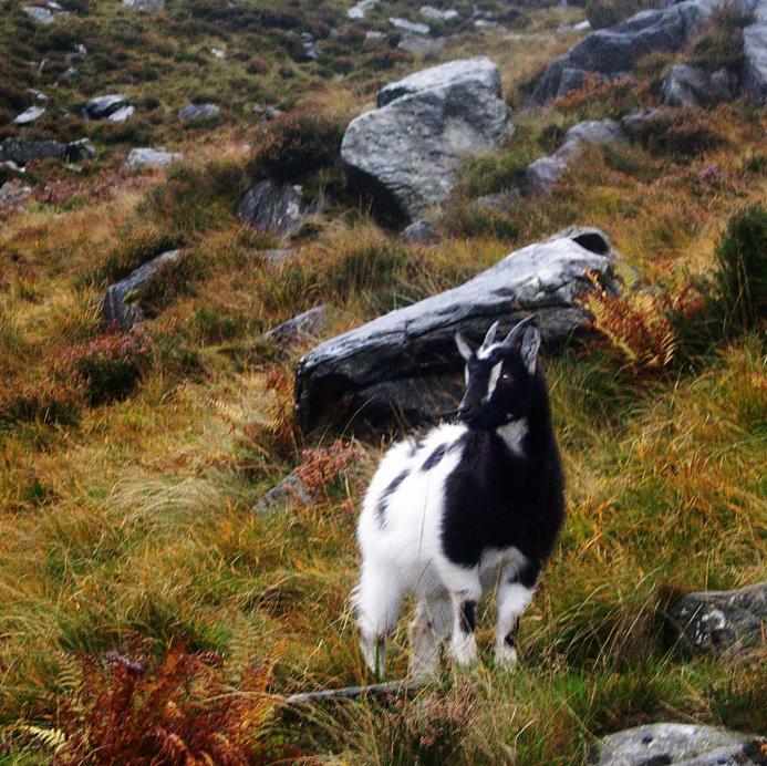 20061028-102040.jpg - Goat