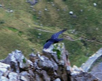 Raven