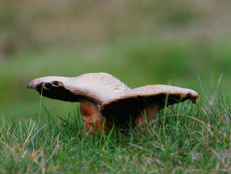 20061111-152530.jpg - Shrooms