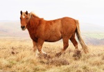 Dartmoor pony