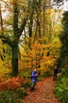 In the woods