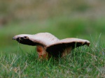 Shrooms