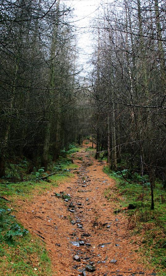 20061126-093946.jpg - Know your trees, number two