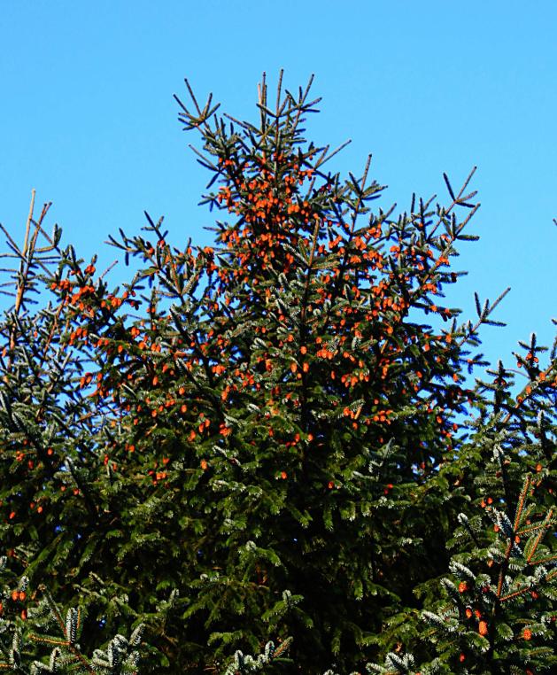 20061126-121154.jpg - Cones