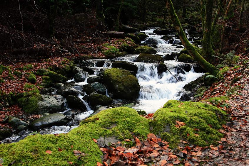 20061126-131044.jpg - Comb Beck