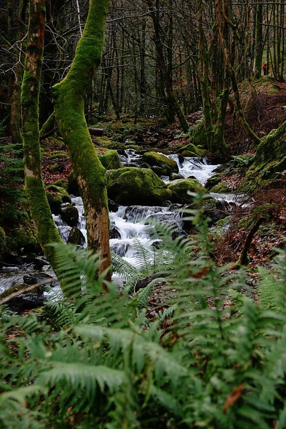 20061126-131156.jpg - Comb Beck woods