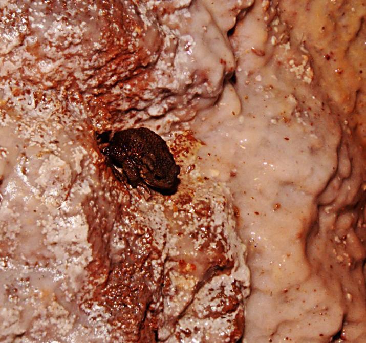 20061224-144808.jpg - Toad on the wall