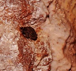 Toad on the wall