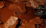 Toad in mud