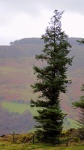 a tree