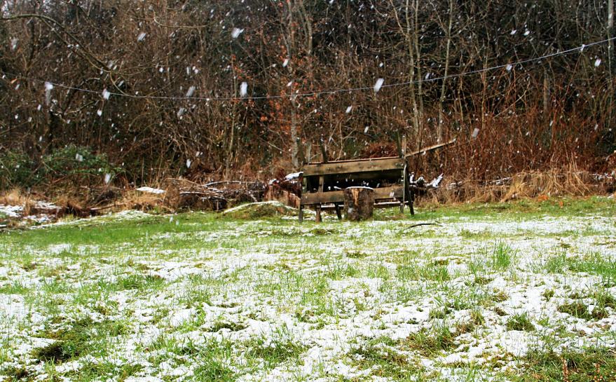 20070206-120846.jpg - Snowing in the garden