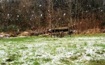 Snowing in the garden