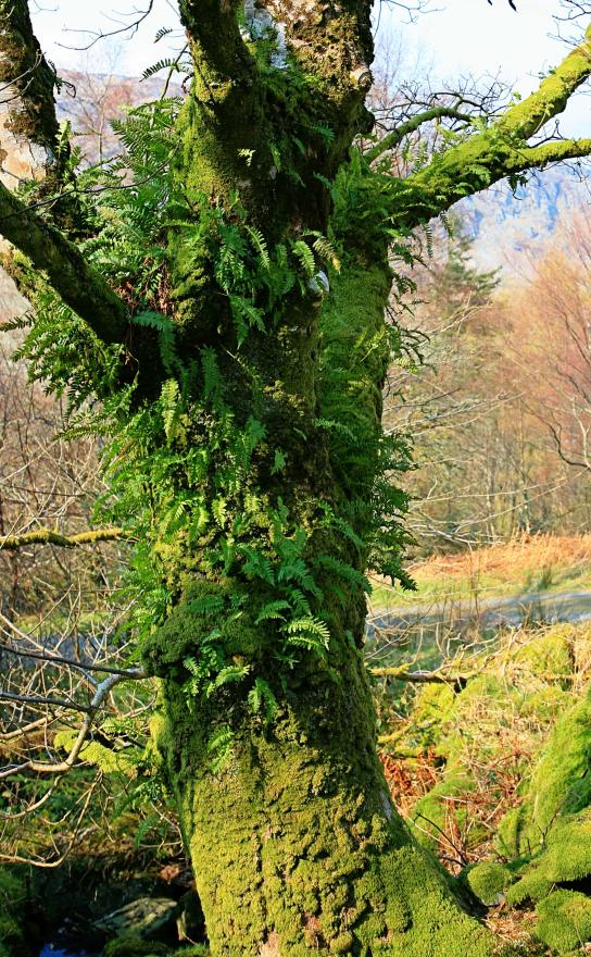 20070331-141440.jpg - Mossy tree