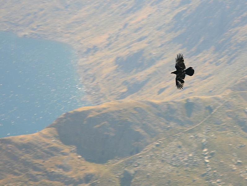 20070401-114536b.jpg - Raven