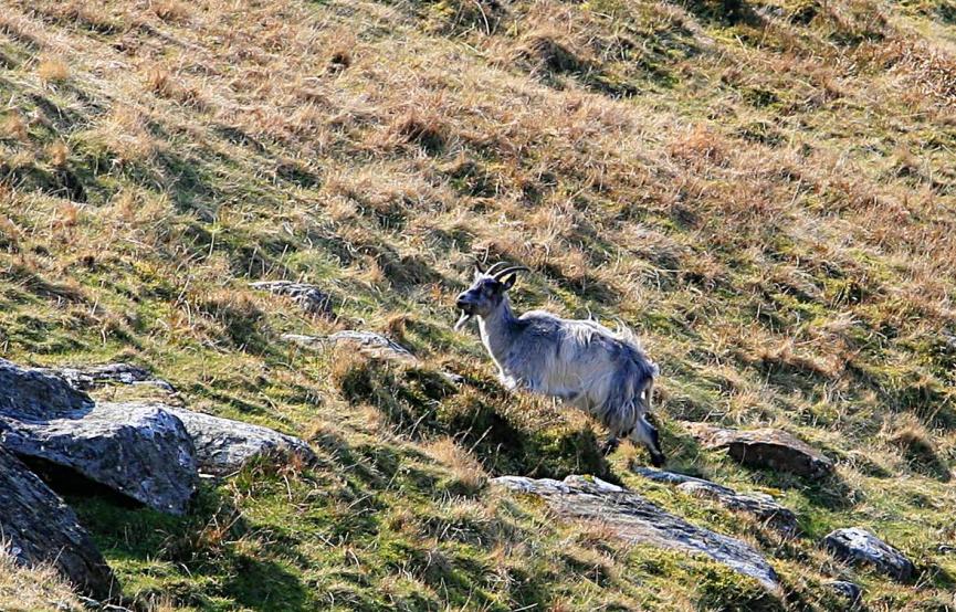 20070402-133720.jpg - Wild goat
